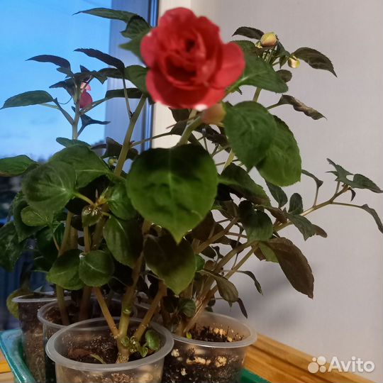 Бальзамин махровый