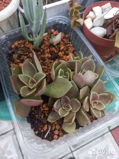 Суккуленты. Echeveria, sedum, tacitus