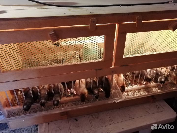 Брудер для цыплят