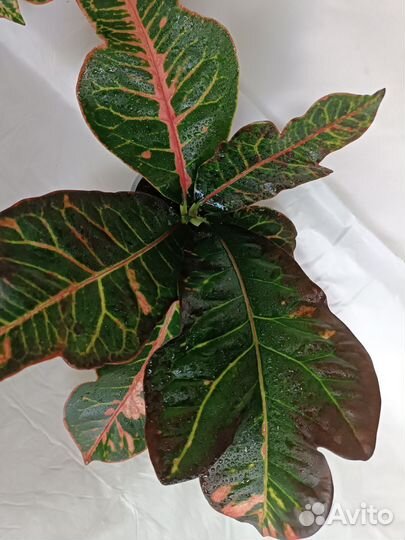 Кодиеум кротон