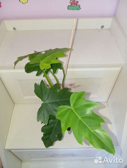 Филодендрон Радиатум вар