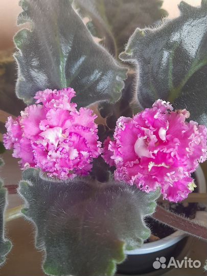 Сортовые фиалки