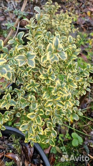 Самшит пестролистный вариегатный