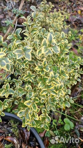 Самшит пестролистный вариегатный