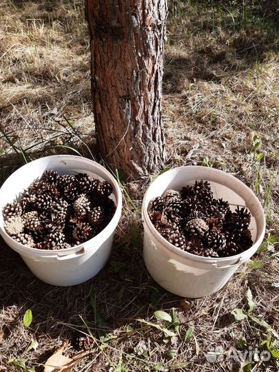 Шишки сосновые