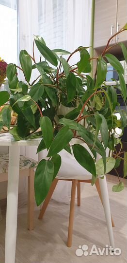 Филодендрон