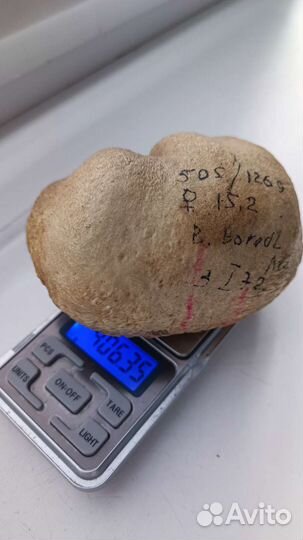 Ухо кашелота, сувенир СССР