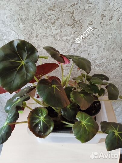 Комнатные цветы