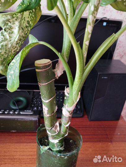 Диффенбахия