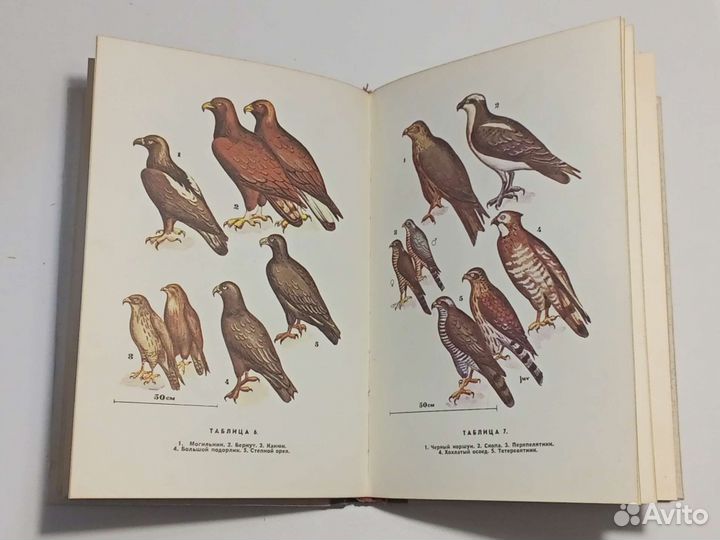 Кучин А.П. Птицы Алтая