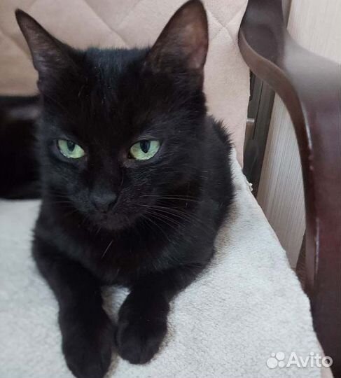 Миниатюрная черная пантерка Лиза, ждет хозяина