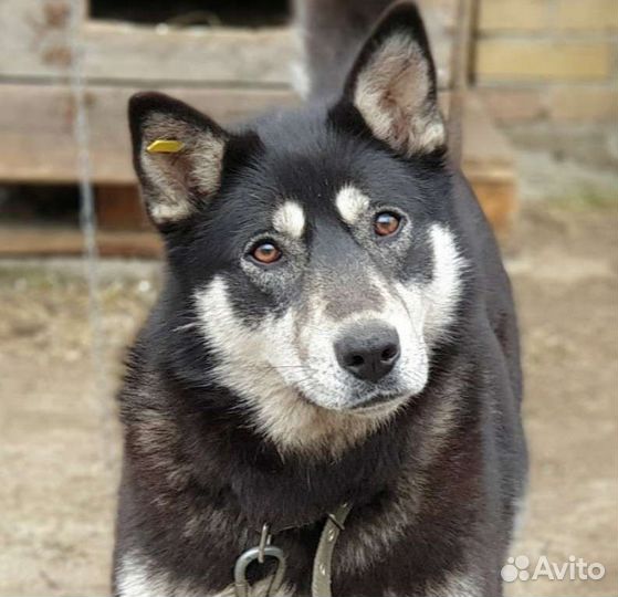 Собака в добрые руки