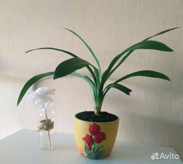 Бильбергия Кливия Драцена душистая