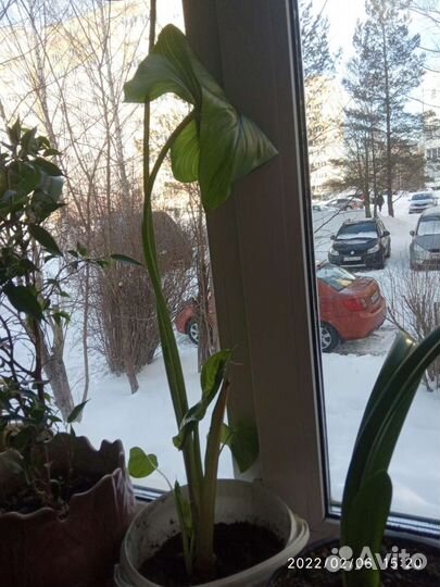 Каллы комнатные