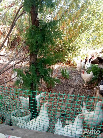 Куры несушки домашние