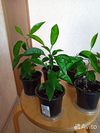 Мандариновое дерево (отросток, черенок)