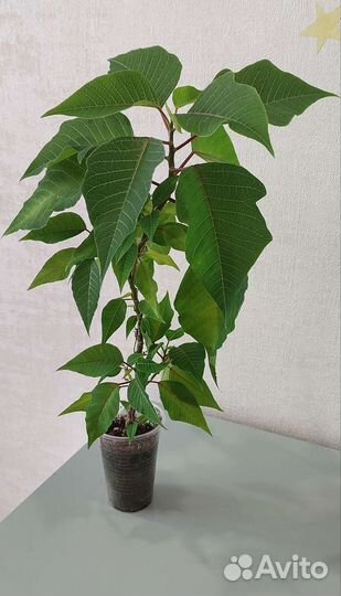 Пуансеттия (Рождественская звезда)