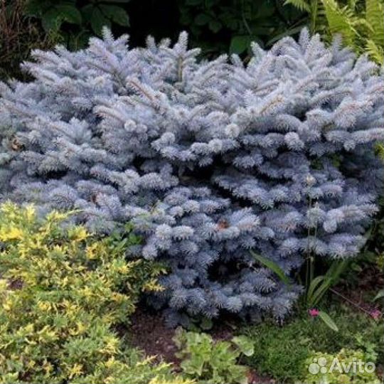 Голубая ель Глаука Глобоза