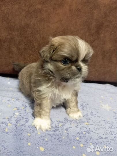 Щенки пекинеса