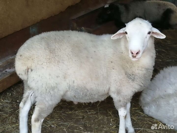 Бараны Дорпер