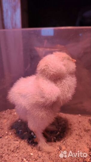 Инкубационное яйцо от кур Фавероль, Цыплята