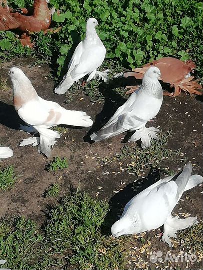 Голуби касаны, агараны