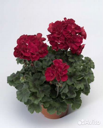 Герань пеларгония плющелистная