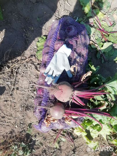 Свекла оптом