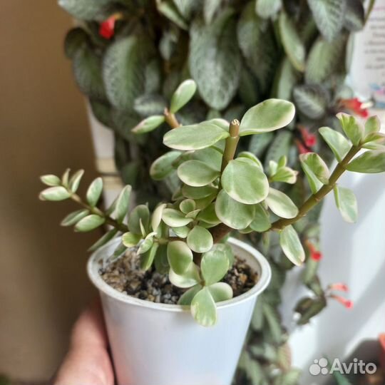 Разные комнатные растения Суккуленты