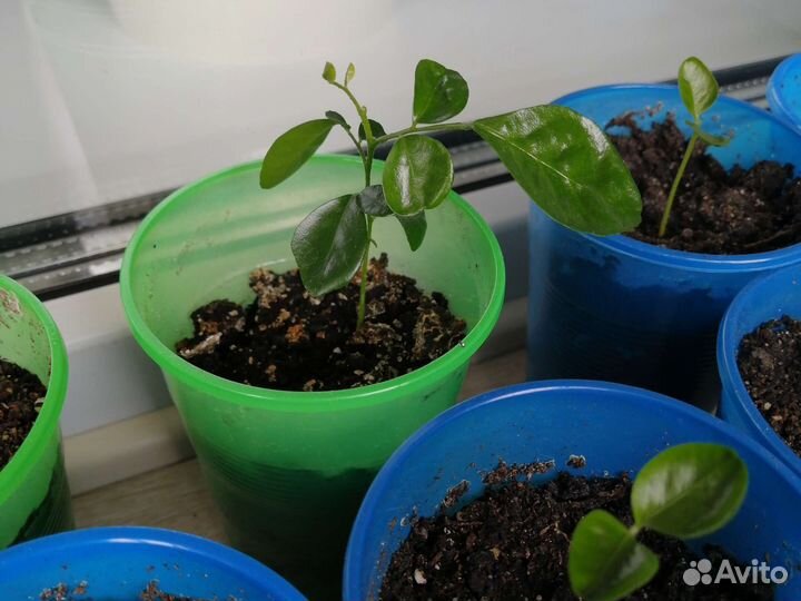 Муррайя, или апельсиновый жасмин