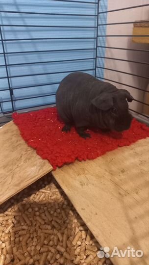 Морская свинка скинни