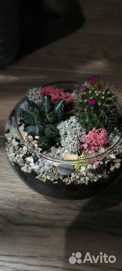 Флорариум суккуленты