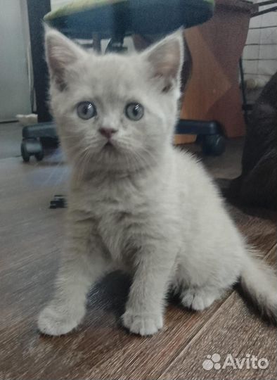 Британская