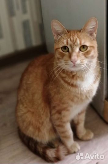 Европейская