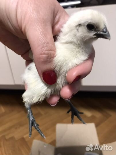 Инкубационное яйцо