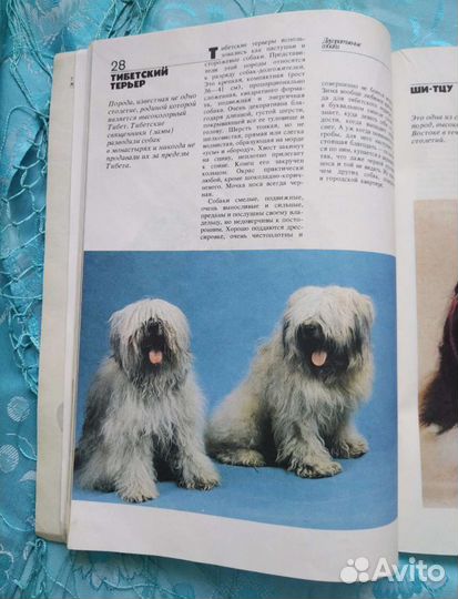 Декоративные собаки (1988)