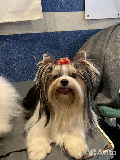 Вязка Бивер йорк