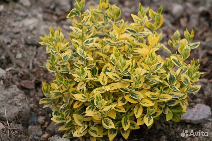 Саженцы декоративных растений