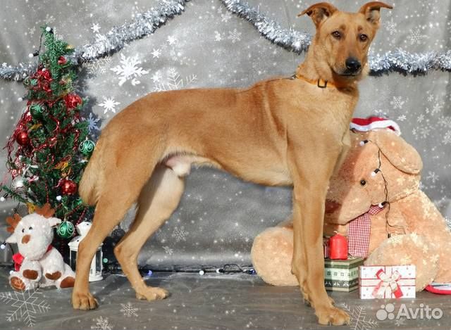 Элегантный Морис в добрые руки