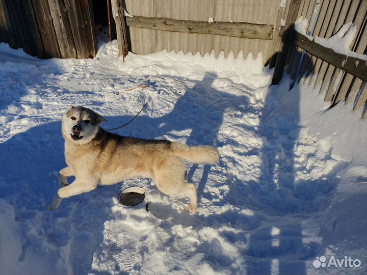 Собака в добрые руки отдам бесплатно