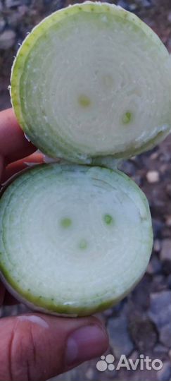 Лук сорт Стардаст