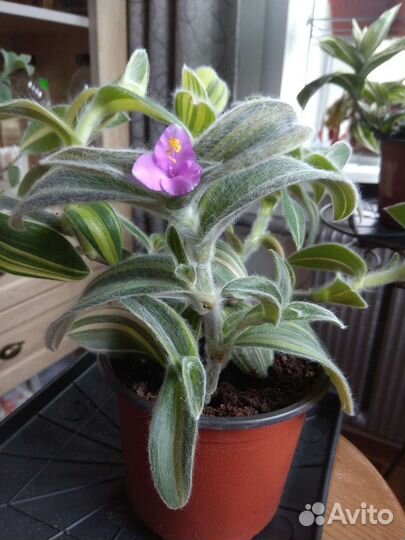 Традесканции и каллизии часть 1