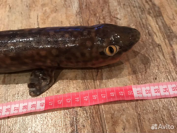 Чучело акулы