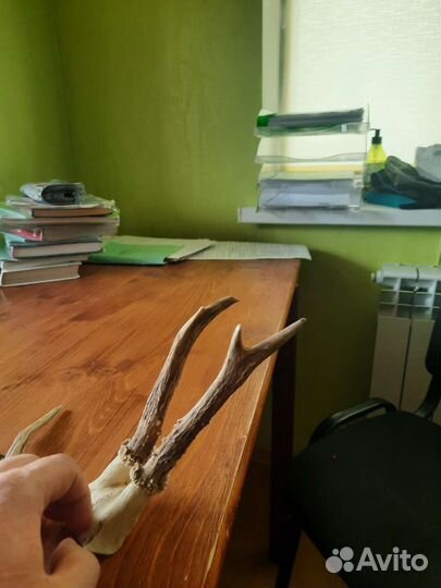 Рога косули