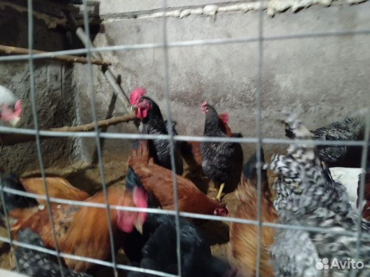 Петух доминанты молодые