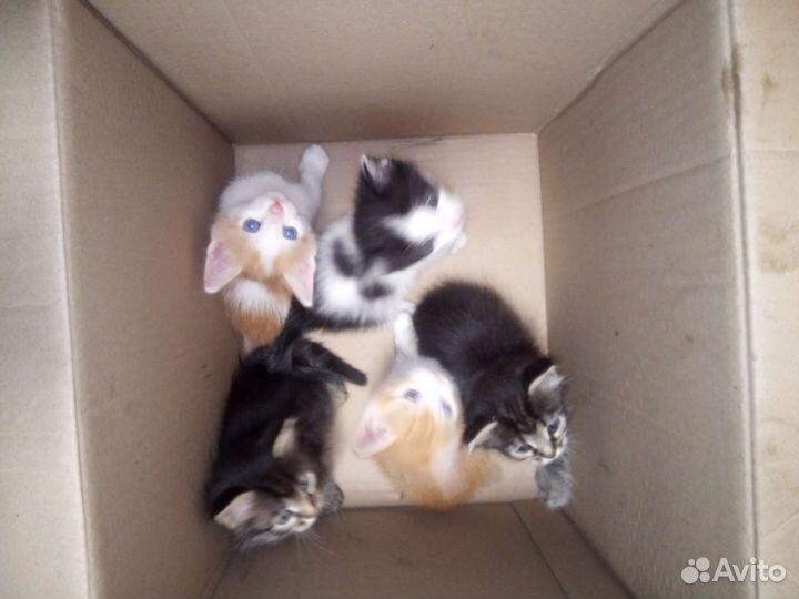 Котята в добрые руки