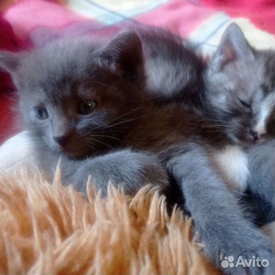 Котята