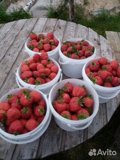 Клубника и земляника