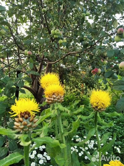 Гроссгеймия крупноголовая