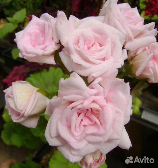 Комнатные цветы